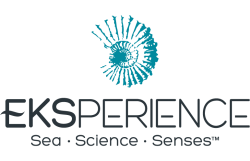 Logo - Eksperience